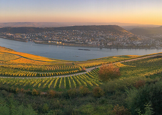 OITSA | El vino que nace en el Rhin