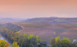 Grandes Vinos de España: Ribera del Duero y La Rioja | OITSA