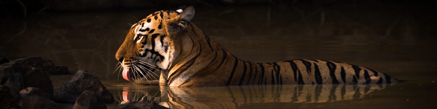 OITSA | Tigres Sagrados de India
