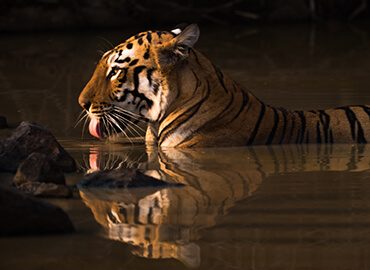 OITSA | Tigres Sagrados de India