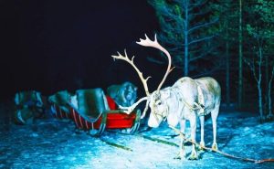 Finlandia La Magia de Rovaniemi y el Iglú de Cristal 2025